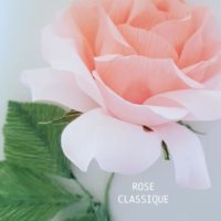 ROSE CLASSIQUE